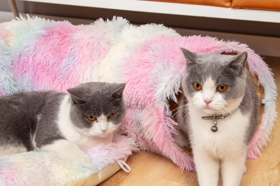 Multifunctional Cat Tunnel Nest